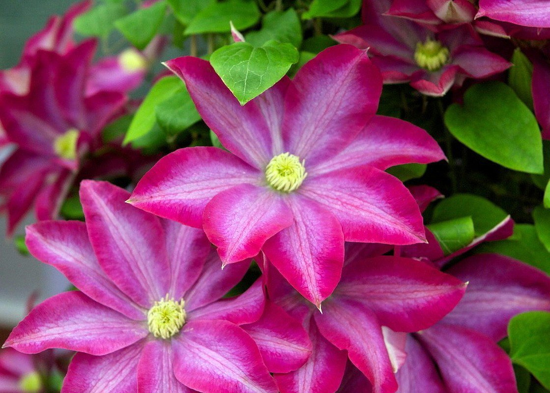 Clematis jackmanii 'Pink Champagne'